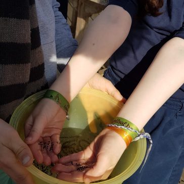 Frösche Béatrice B (1)