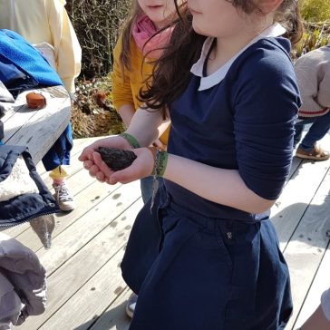 Frösche Béatrice B (2)