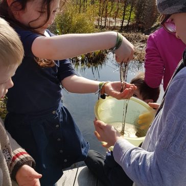 Frösche Béatrice B (6)