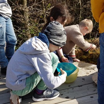 Frösche Béatrice B (7)