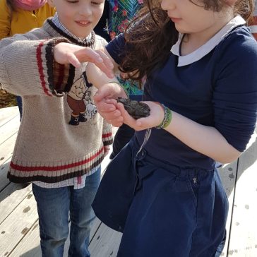 Frösche Béatrice B (8)