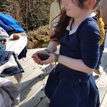 Frösche Béatrice B (9)