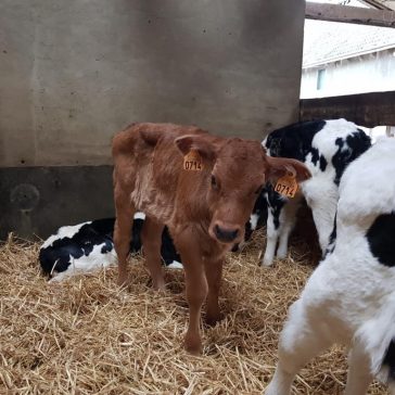 Hof Dobbelstein Cklassen (3)