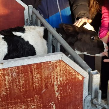 Hof Dobbelstein Cklassen (5)