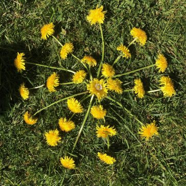 Löwenzahn Jennifer 3