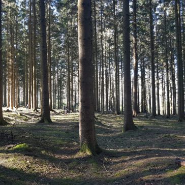 Waldtag KG Giraffen 01.03 (3)